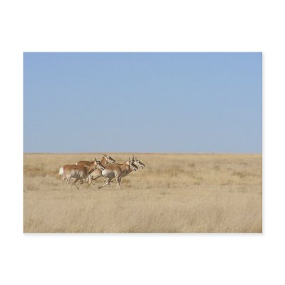 Galloping Antelope Post Card by StormShooter
