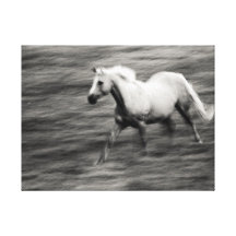 Galloping Horse Gallery Wrapped Canvas