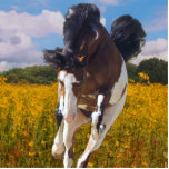 Galloping Paint Horse, Photo Sculpture