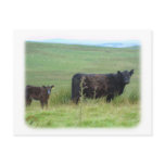 Galloway Cow and Calf 9A29D-12 postcards