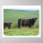Galloway Cow and Calf 9A29D-12 posters
