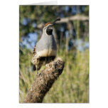 Gambel's Quail Cock cards