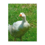 Gander Postcards