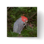 Gang-gang Cockatoo Pins
