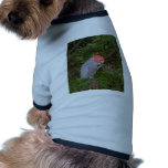 Gang-gang Cockatoo pet clothing
