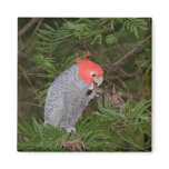 Gang-gang Cockatoo Fridge Magnet