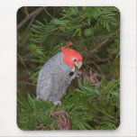 Gang-gang Cockatoo Mouse Pad