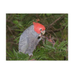 Gang-gang Cockatoo postcards