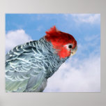 Gang Gang Cockatoo posters