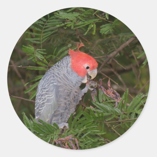 Gang-gang Cockatoo Sticker
