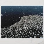 Gannet colony, Firth of Forth, Scotland Flyer