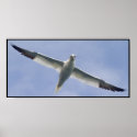 Gannet posters