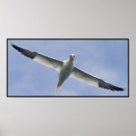Gannet Posters