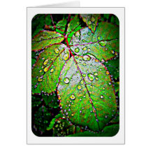 Garden Cards