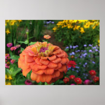 Garden Colours Poster