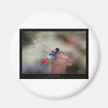 Garden critters - Dragonfly 004 Fridge Magnet