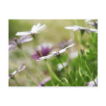 Garden flowers postcards