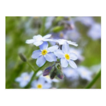 Garden Forget Me Nots Post Cards