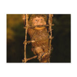 garden gnome postcards