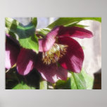 Garden Hellebore In Spring Sunshine posters