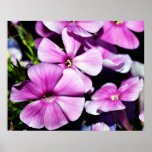 Garden Laura Phlox-003 Print