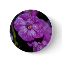 Garden Laura Phlox Flowers-007 Button
