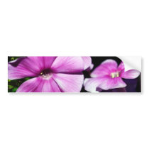 Garden Laura Phlox Flowers Bumper Sticker