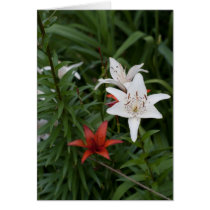 Garden Lilies Greeting Card
