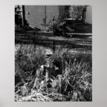 Garden Monster posters