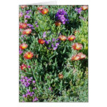 GARDEN OF SUCCULANTS cards