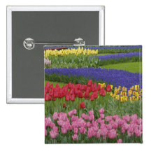 Garden of tulips, Grape Hyacinth and Buttons