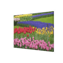 Garden of tulips, Grape Hyacinth and Gallery Wrap Canvas