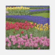 Garden of tulips, Grape Hyacinth and Fridge Magnet