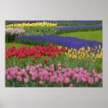 Garden of tulips, Grape Hyacinth and posters