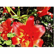 Garden Park Flower Acrylic Cut Outs