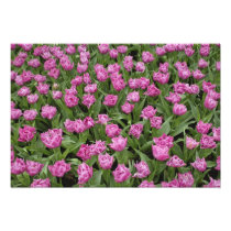 Garden pattern of tulips, Keukenhof Gardens,