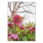 Garden Scene - Hellebores And Old Oak cards
