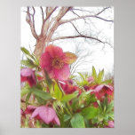 Garden Scene - Hellebores And Old Oak posters