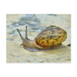 Garden Snail Postcard.