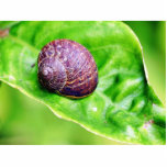 Garden Snails photo sculptures