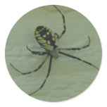 Garden Spider  IMG_1387 Stickers
