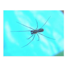 Garden Spider Male Underside Postcards