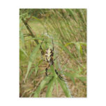 Garden Spider