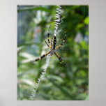 Garden Spider Poster