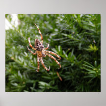 Garden Spider ~ print
