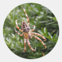 Garden Spider ~ sticker