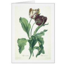 Garden Tulip, from 'Opera Botanica', engraved by L Card