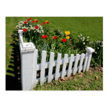 Garden Tulips With White Picket Fence Postcard