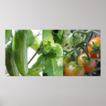 Garden vegetables - tomatoes, lettuce, jalapeno print