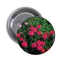 Garden Verbena (Verbena Hybrida) flowers buttons
